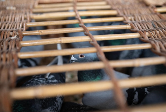 Porumbeii voiajori din Romania - Romanian Racing Pigeons