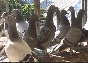 Porumbeii voiajori din Romania - Romanian Racing Pigeons