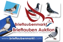 Brieftaubenmarkt - Germany