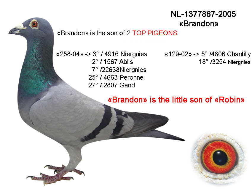 Licitatie de porumbei pe siteul http//www.sibillelofts.be/ Diverse